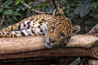 Картинка животные Ягуары ягуар морда отдых