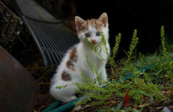 обоя животные, коты, котенок, двор