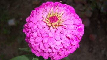 Картинка цветы цинния розовый