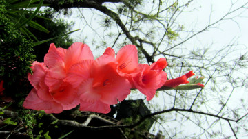Картинка цветы гладиолусы розовый