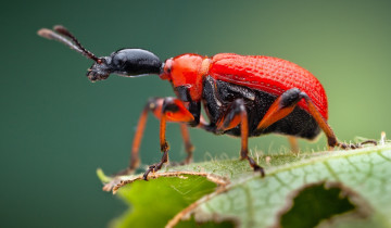 Картинка животные насекомые жук листик