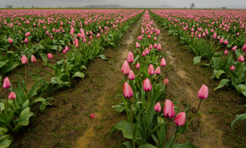 Картинка цветы тюльпаны поле
