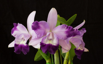Картинка цветы орхидеи цветок лепестки
