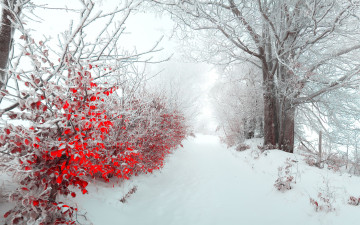 Картинка природа зима кусты