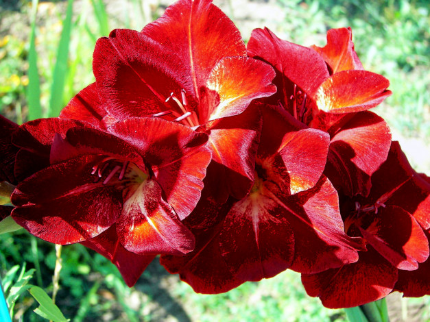 Обои картинки фото цветы, гладиолусы, бордовый