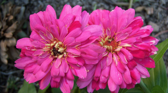 Обои картинки фото цветы, цинния, розовые