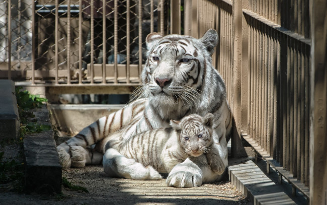 Обои картинки фото животные, тигры, тигрица, клетка, малыш