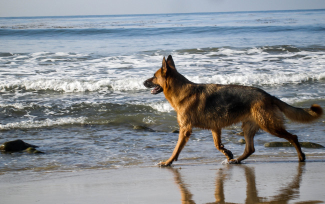 Обои картинки фото животные, собаки, пляж, собака, море