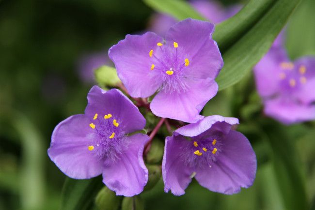 Обои картинки фото цветы, традесканции, фиолетовый
