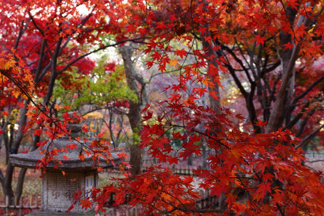 Обои картинки фото природа, листья, красные, осень
