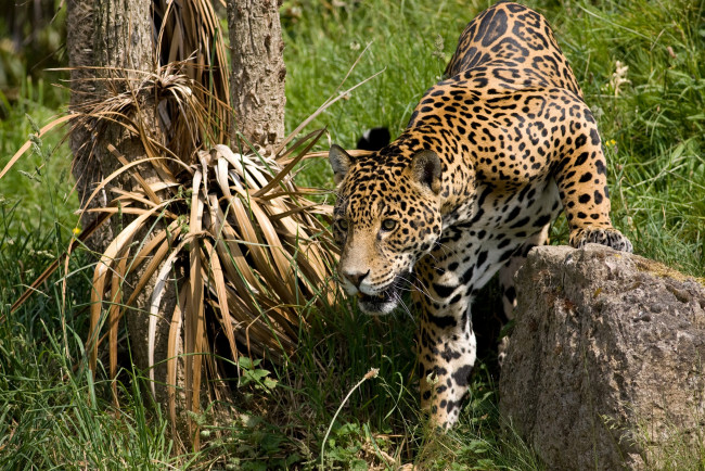 Обои картинки фото животные, Ягуары, ягуар