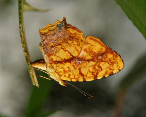 Картинка животные бабочки +мотыльки +моли бабочка макро крылья itchydogimages