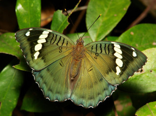 Картинка животные бабочки +мотыльки +моли крылья бабочка макро itchydogimages зелёная узор усики