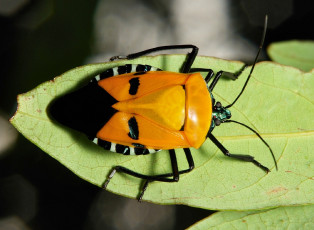 Картинка животные насекомые усики лапки клоп itchydogimages жук лист макро