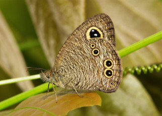 Картинка животные бабочки +мотыльки +моли крылья бабочка макро itchydogimages усики узор
