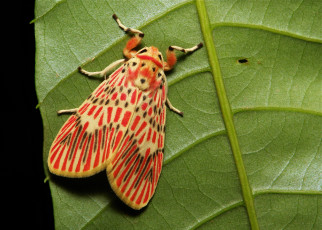 Картинка животные бабочки +мотыльки +моли лист бабочка моль макро itchydogimages