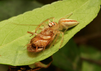 Картинка животные пауки макро itchydogimages еда добыча паук листья веточка