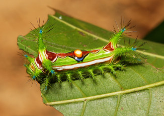 Картинка животные гусеницы необычная гусеница itchydogimages макро насекомое лист