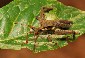 Картинка животные насекомые насекомое макро травинка жук фон