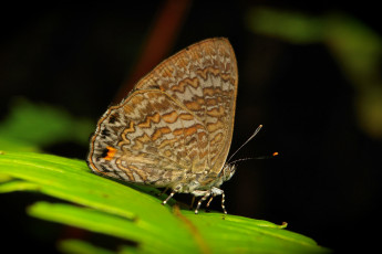 Картинка животные бабочки +мотыльки +моли макро itchydogimages узор усики крылья бабочка