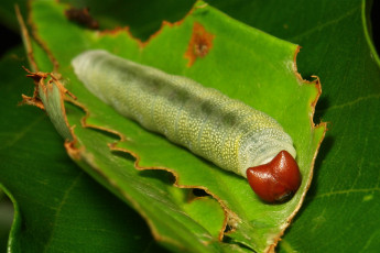 Картинка животные гусеницы гусеница листья веточка itchydogimages макро