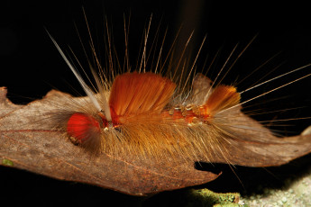 Картинка животные гусеницы itchydogimages насекомое макро необычная гусеница лист