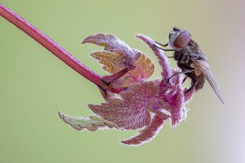 Картинка животные насекомые муха фон травинка макро cristian arghius
