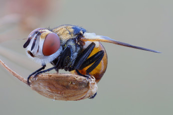 Картинка животные насекомые насекомое фон cristian arghius травинка макро