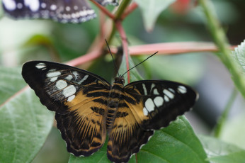 Картинка животные бабочки +мотыльки +моли bob decker листья насекомое усики крылья фон бабочка макро