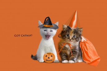 Картинка животные коты котята котенок оранжевый фон