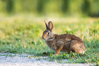 Картинка животные кролики +зайцы русак заяц