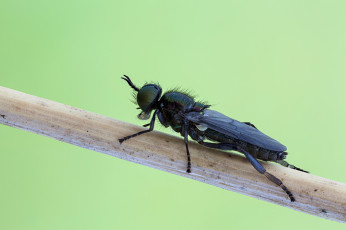Картинка животные насекомые макро фон зелёный насекомое cristian arghius