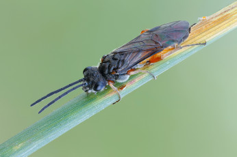 Картинка животные насекомые травинка насекомое фон макро cristian arghius