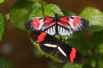 Картинка животные бабочки +мотыльки +моли насекомое усики крылья макро bob decker фон листья