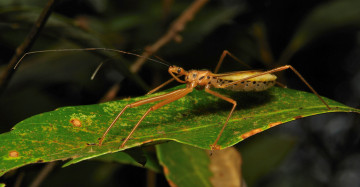 Картинка животные насекомые лист насекомое макро itchydogimages