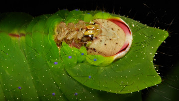 Картинка животные гусеницы портрет гусеница макро itchydogimages