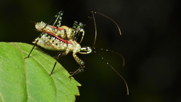 Картинка животные насекомые лист жуки травинка макро