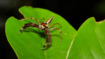 Картинка животные пауки лист паук itchydogimages макро