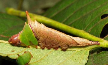 Картинка животные гусеницы необычная гусеница itchydogimages макро насекомое лист