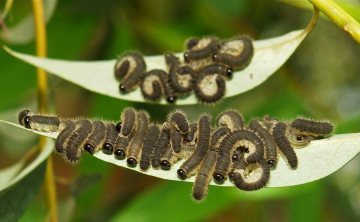 Картинка животные гусеницы макро itchydogimages листья веточка