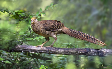 Картинка животные фазаны фазан