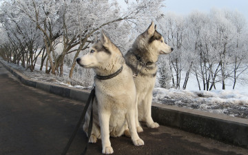 Картинка животные собаки дорога прогулка деревья снег