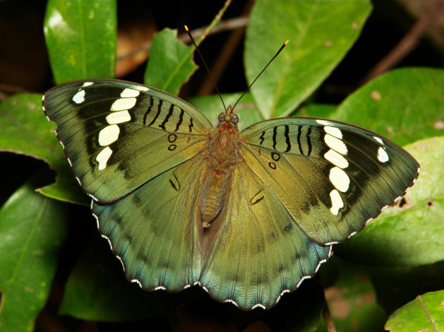 Обои картинки фото животные, бабочки,  мотыльки,  моли, крылья, бабочка, макро, itchydogimages, зелёная, узор, усики