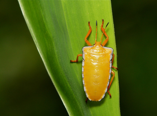 Обои картинки фото животные, насекомые, itchydogimages, макро, жук, лист