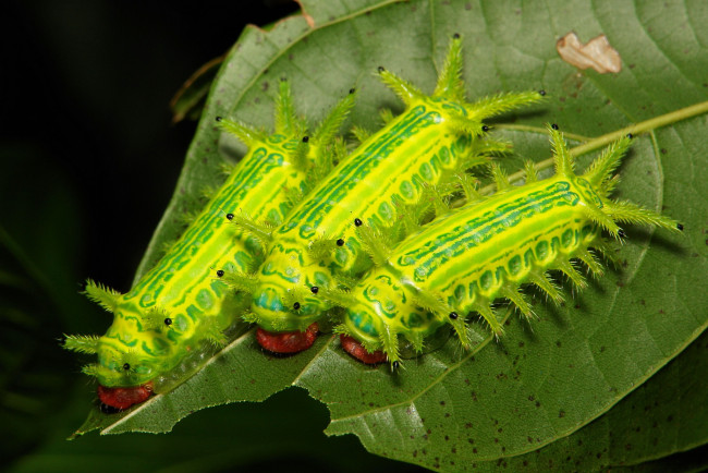 Обои картинки фото животные, гусеницы, трио, лист, макро, насекомое, itchydogimages, необычные