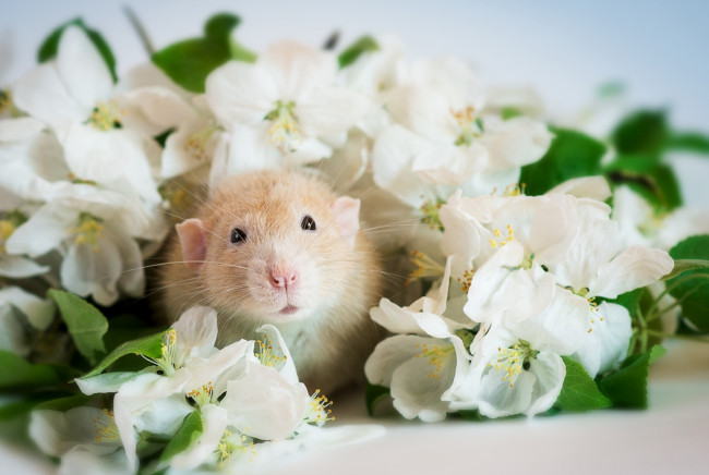 Обои картинки фото животные, крысы,  мыши, крыса, мордочка, цветы