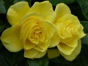 Картинка цветы розы жёлтые роса