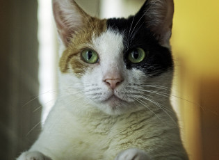 Картинка животные коты кот коте киса фон кошка взгляд ушки
