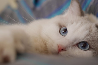 Картинка животные коты голубые глаза мордочка взгляд кошка рэгдолл