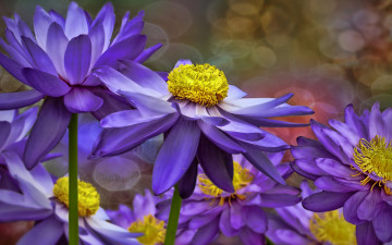 обоя цветы, лилии водяные,  нимфеи,  кувшинки, водяная, лилия, коллаж, фотошоп
